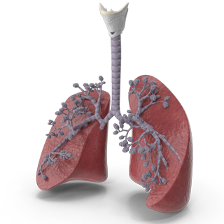 U.S. Market | Lung Disease